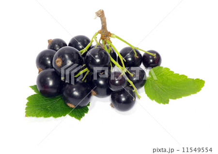 black currant black currant 11549554