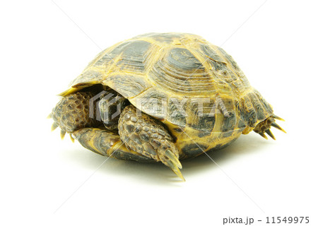 turtle turtle 11549975