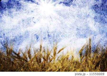 wheat ears wheat ears 11550009