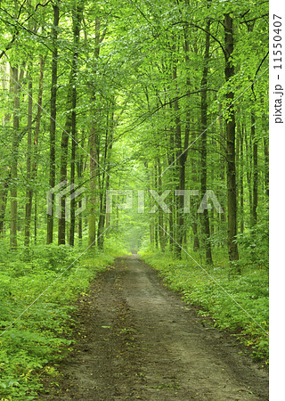 forest 11550407