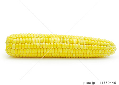 maize maize 11550446