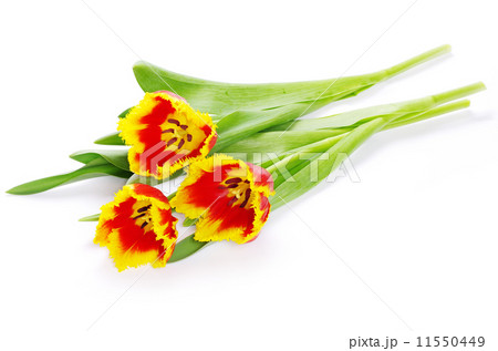 yellow tulips on white 11550449