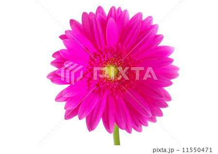 pink gerbera pink gerbera 11550471