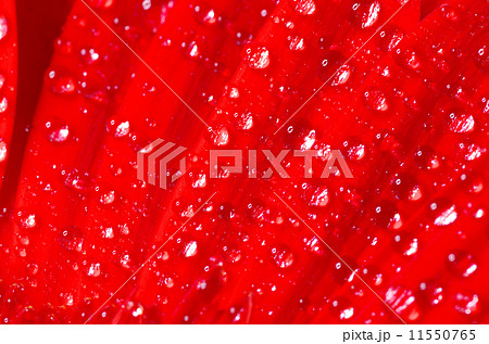 gerbera gerbera 11550765