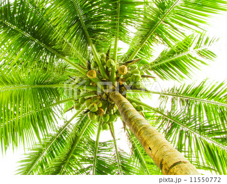 Leaves of palm tree 11550772