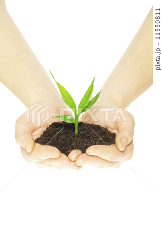 plant in hands plant in hands 11550811