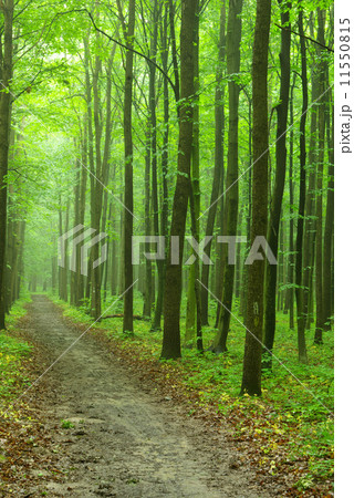 forest 11550815