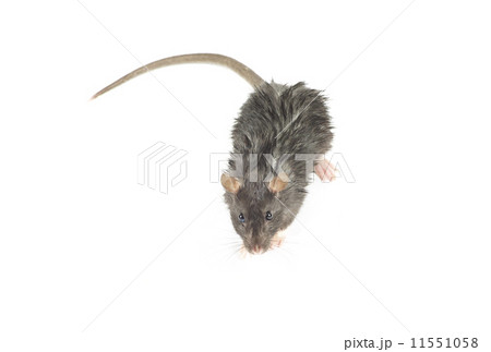 rat rat 11551058