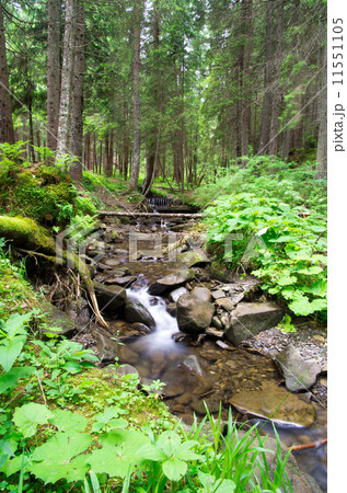 forest forest 11551105