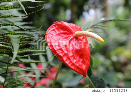 アンスリウム 11551233