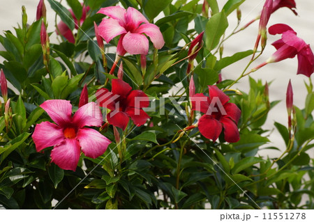 デイㇷ゚ラデニア 11551278