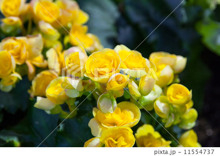 Beautiful background of flowers big begonias Beautiful background of flowers big begonias 11554737