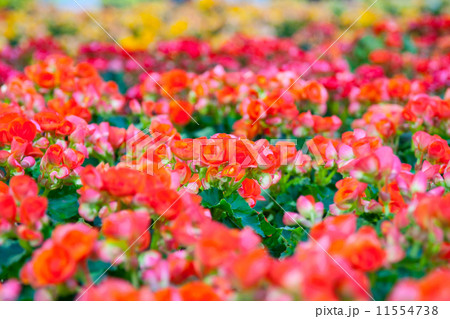 Beautiful background of flowers begonias Beautiful background of flowers begonias 11554738
