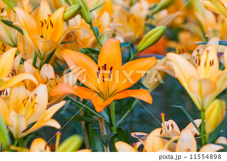 yellow lily flower 11554898