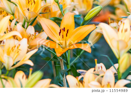 yellow lily flower yellow lily flower 11554989