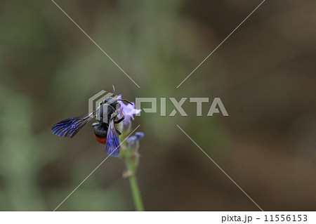 生き物　昆虫　ハラアカハキリヤドリバチ、赤いおなかが目立ちますが光線の具合で深い青味がかった翅もきれいです 11556153