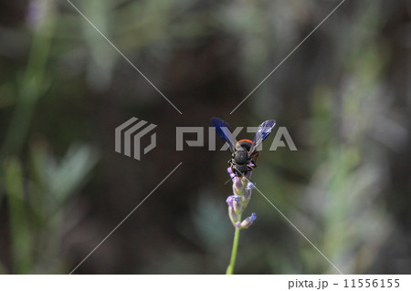 生き物　昆虫　ハラアカハキリヤドリバチ、こちらから見ると顔の白い毛もチャームポイントですね 11556155