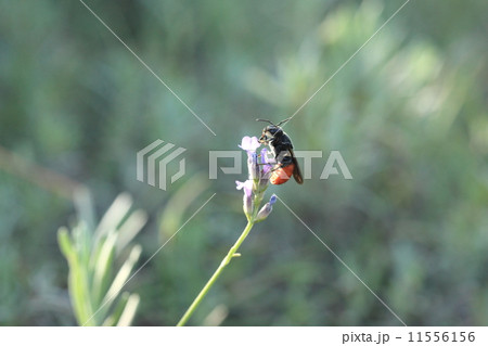 生き物　昆虫　ハラアカハキリヤドリバチ、ラベンダーの蜜を堪能中。赤い舌（中舌）が見えます 11556156