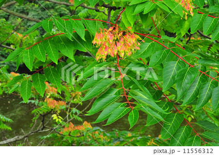 ニワウルシ果実 11556312