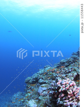 乱舞する熱帯魚の群れ 乱舞する熱帯魚の群れ 11556443
