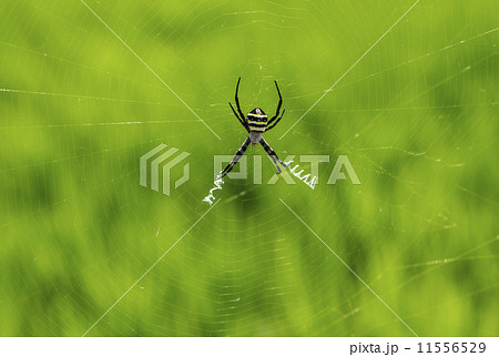 コガネグモ 蜘蛛の巣を張る蜘蛛 イメージ素材 コガネグモ 蜘蛛の巣を張る蜘蛛 イメージ素材 11556529