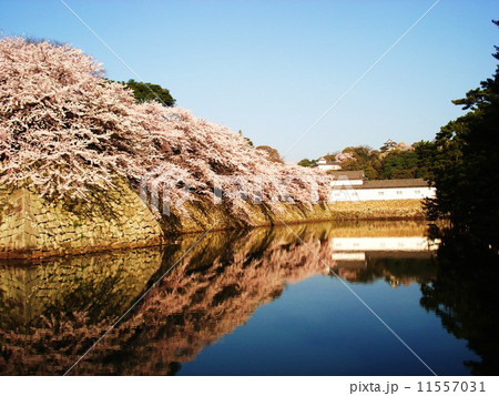 彦根城の桜 11557031