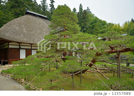 上田散歩・常楽寺御船の松 別所温泉 上田散歩・常楽寺御船の松 別所温泉 11557089