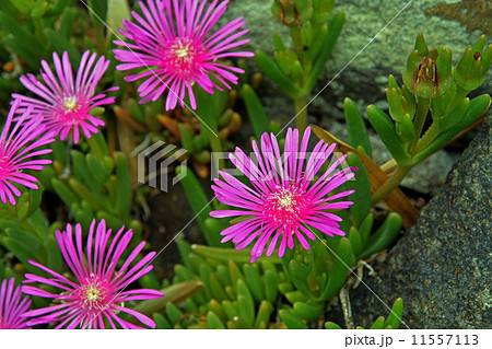 植物・マツバギク　ハマミズナ科 11557113