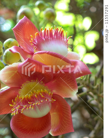 ベトナム ホーチミンの公園の砲丸木(キャノンボールツリー) ベトナム ホーチミンの公園の砲丸木(キャノンボールツリー) 11557291