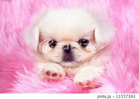 ペキニーズの子犬の写真素材 ペキニーズの子犬の写真素材