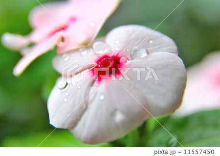 雨上がりの日々草 11557450