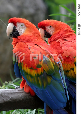 Scarlet Macaw 11557488