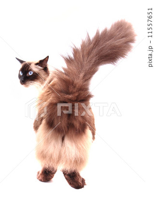 ragdoll cat isolated ragdoll cat isolated 11557651
