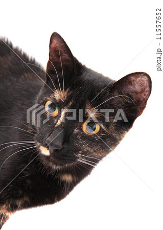 young black cat isolated young black cat isolated 11557652