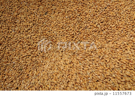 barleycorn background 11557673
