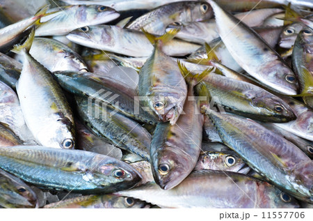 fresh mackerel for sale in market fresh mackerel for sale in market 11557706