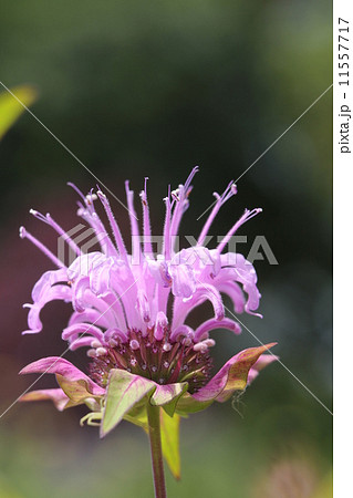 ワイルドベルガモット ワイルドベルガモット 11557717