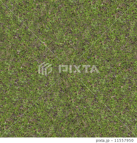 Green Meadow Grass. Seamless Tileable Texture. Green Meadow Grass. Seamless Tileable Texture. 11557950