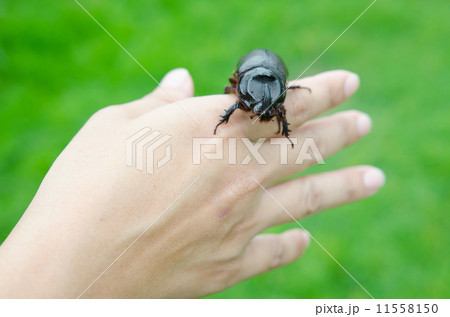 Scarab beetle on woman hand 11558150