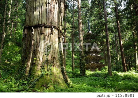 羽黒山・爺杉と五重塔 羽黒山・爺杉と五重塔 11558981