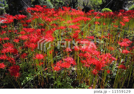 彼岸花の群生 11559129