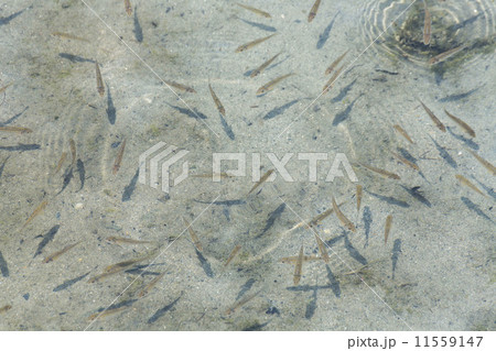 川魚の群れ 11559147