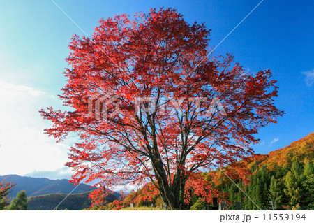 まめ桜紅葉 11559194