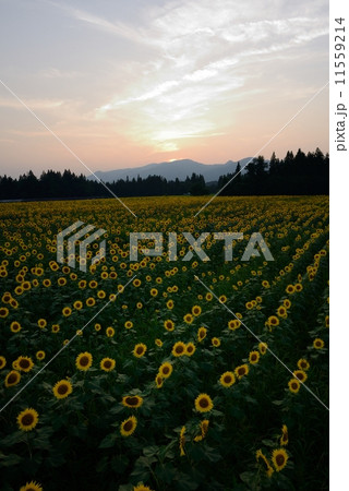 ひまわり ひまわり 11559214