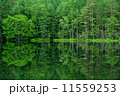 長野県　御射鹿池 11559253