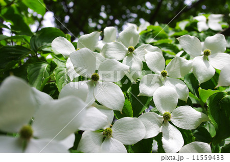 ヤマボウシの白い花 ヤマボウシの白い花 11559433