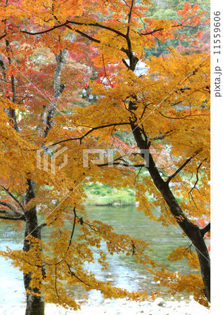 香嵐渓の紅葉　紅葉と足助川　紅葉風景　紅葉 11559606