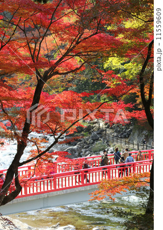 香嵐渓の紅葉　紅葉　紅葉と赤い橋　紅葉風景 11559609