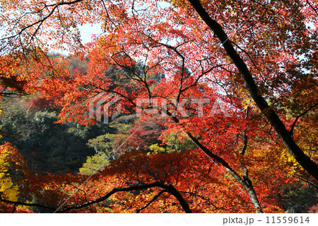 香嵐渓の紅葉 11559614