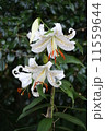 山百合 11559644